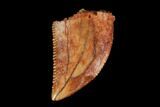 Serrated, Raptor Tooth - Real Dinosaur Tooth #115910-1